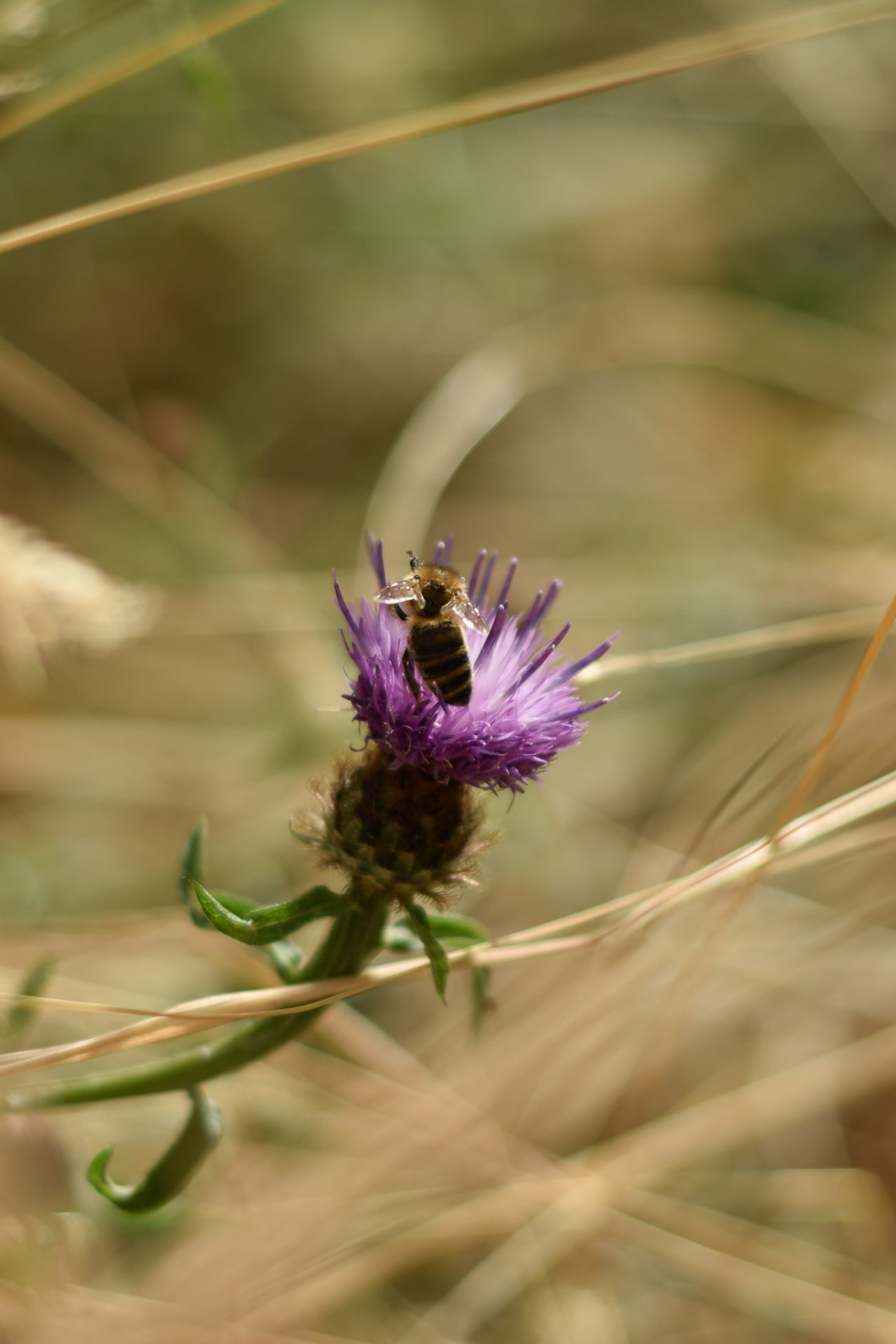 Honeybee on a purple thistle flower