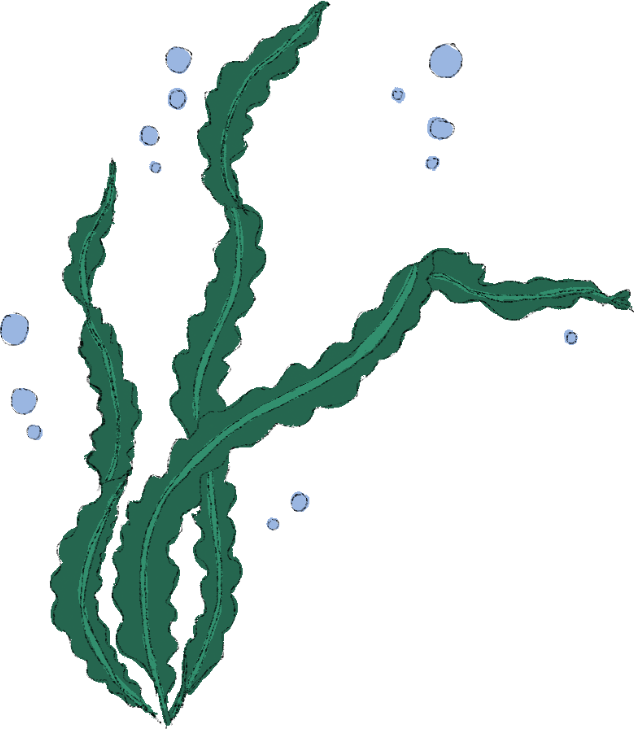 Seaweed illustration